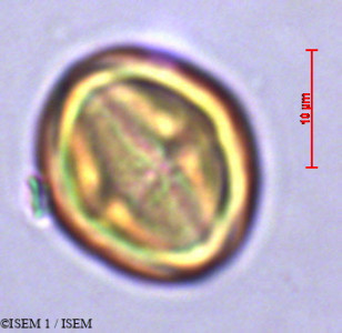 ISEM 1/Tittmannia_laxa_23128/Tittmannia_laxa_23128_0001(copy)_thumb.jpg